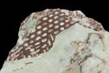 Ordovician Graptolite (Araneograptus) Plate - Morocco #126414-1